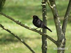 Turdus merula azorensis