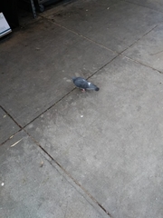 Columba livia