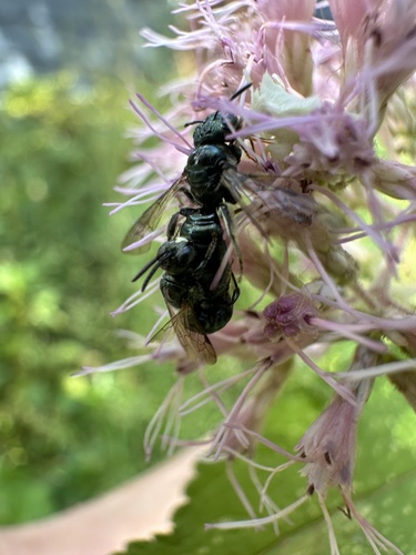 Spurred Ceratina photo 5