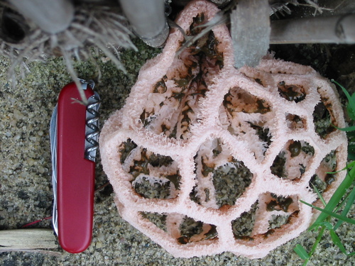 Clathrus camerunensis