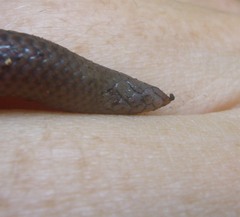 Rhinophis philippinus