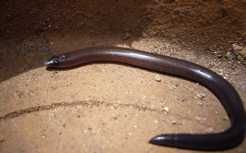 One-toed Nessia