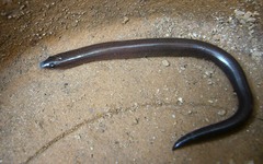 Nessia monodactyla
