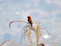 Euplectes hordeaceus