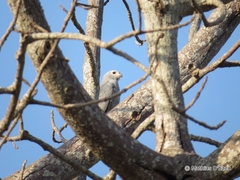 Kaupifalco monogrammicus