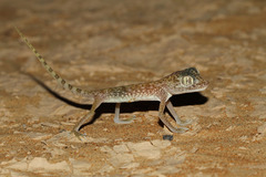 Stenodactylus doriae