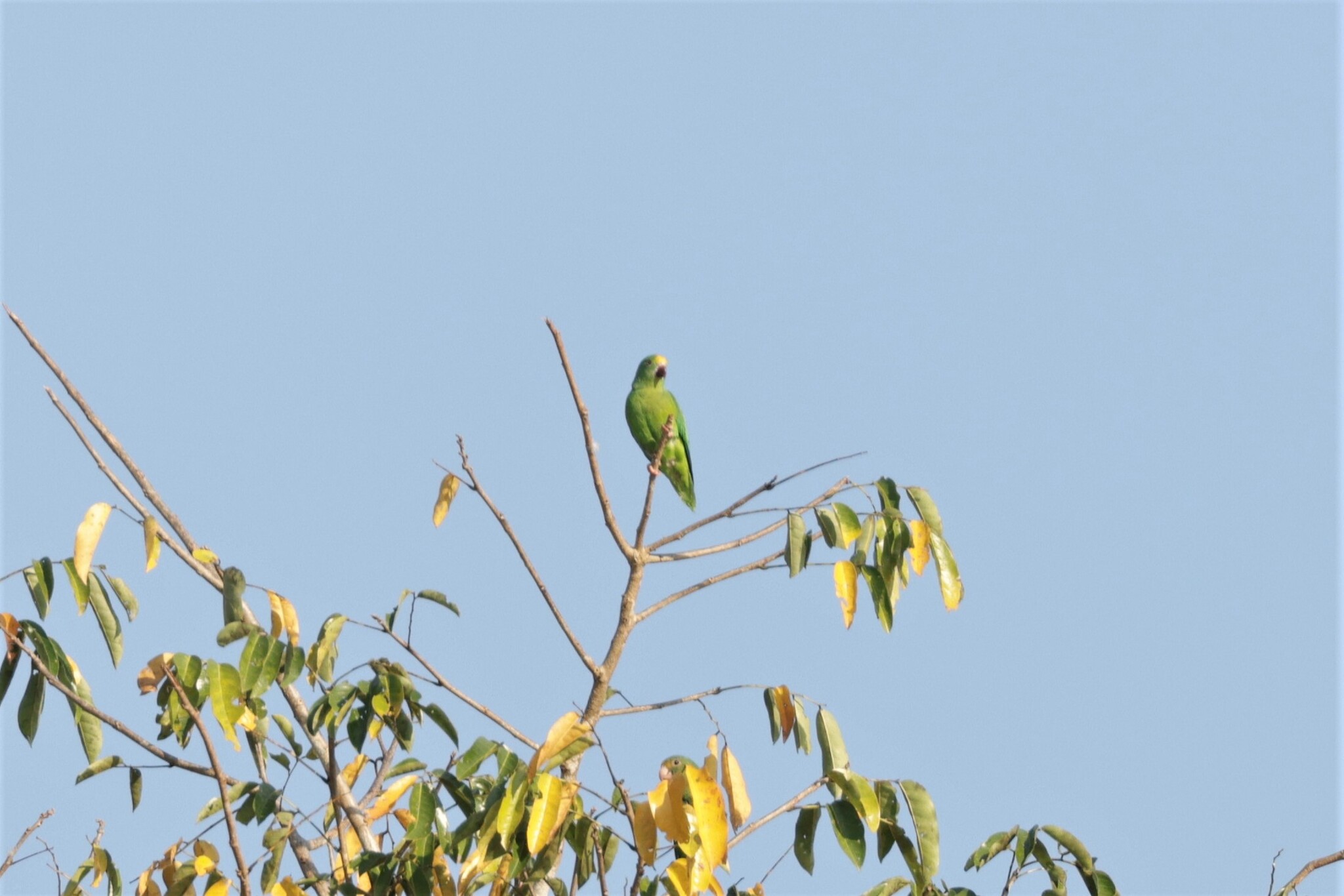 Tui Parakeet (Brotogeris sanctithomae), photo 9