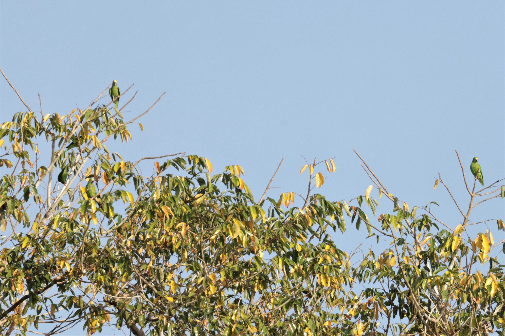 Tui Parakeet (Brotogeris sanctithomae), photo 10