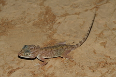 Stenodactylus doriae