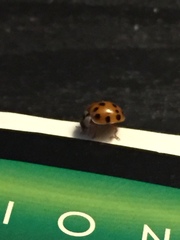 Harmonia axyridis