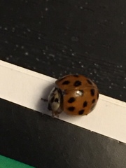 Harmonia axyridis