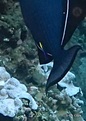 Labroides phthirophagus