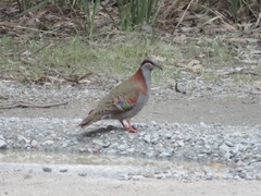 Phaps elegans