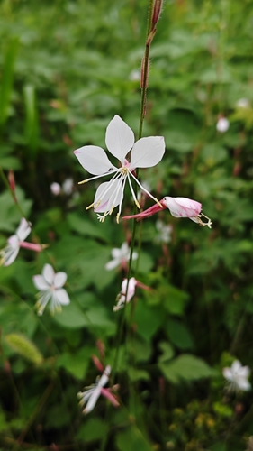 clockweed