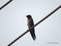 Hirundo angolensis