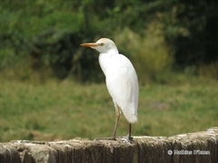 Bubulcus ibis