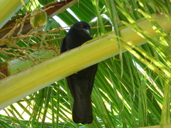 Corvus leucognaphalus