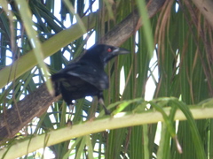 Corvus leucognaphalus