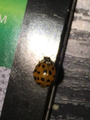 Harmonia axyridis