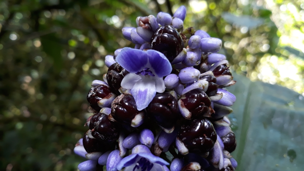 Dichorisandra villosula (Dichorisandra villosula)