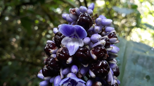Dichorisandra villosula (Dichorisandra villosula)
