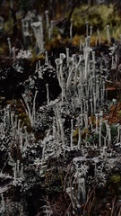 Cladonia