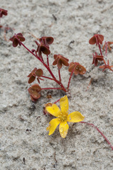 Oxalis rubens