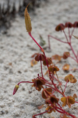 Oxalis rubens