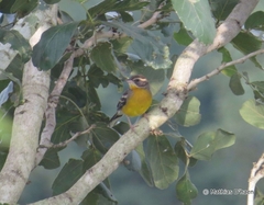 Emberiza cabanisi