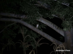 Tyto alba poensis