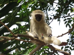 Chlorocebus pygerythrus