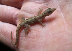 Cnemaspis kandiana
