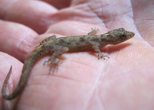 Kandy Day Gecko, Cnemaspis kandiana