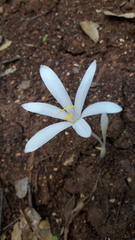 Colchicum troodi