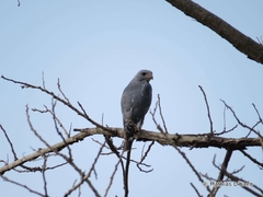 Kaupifalco monogrammicus