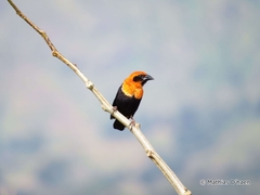 Euplectes hordeaceus