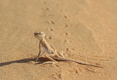 Phrynocephalus arabicus