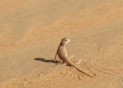 Phrynocephalus arabicus