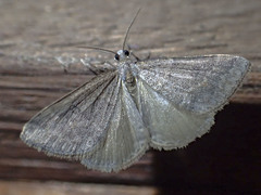 Dichromodes mesogonia