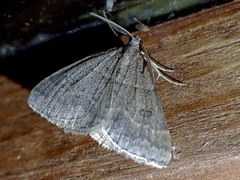 Dichromodes mesogonia