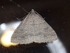Dichromodes mesogonia