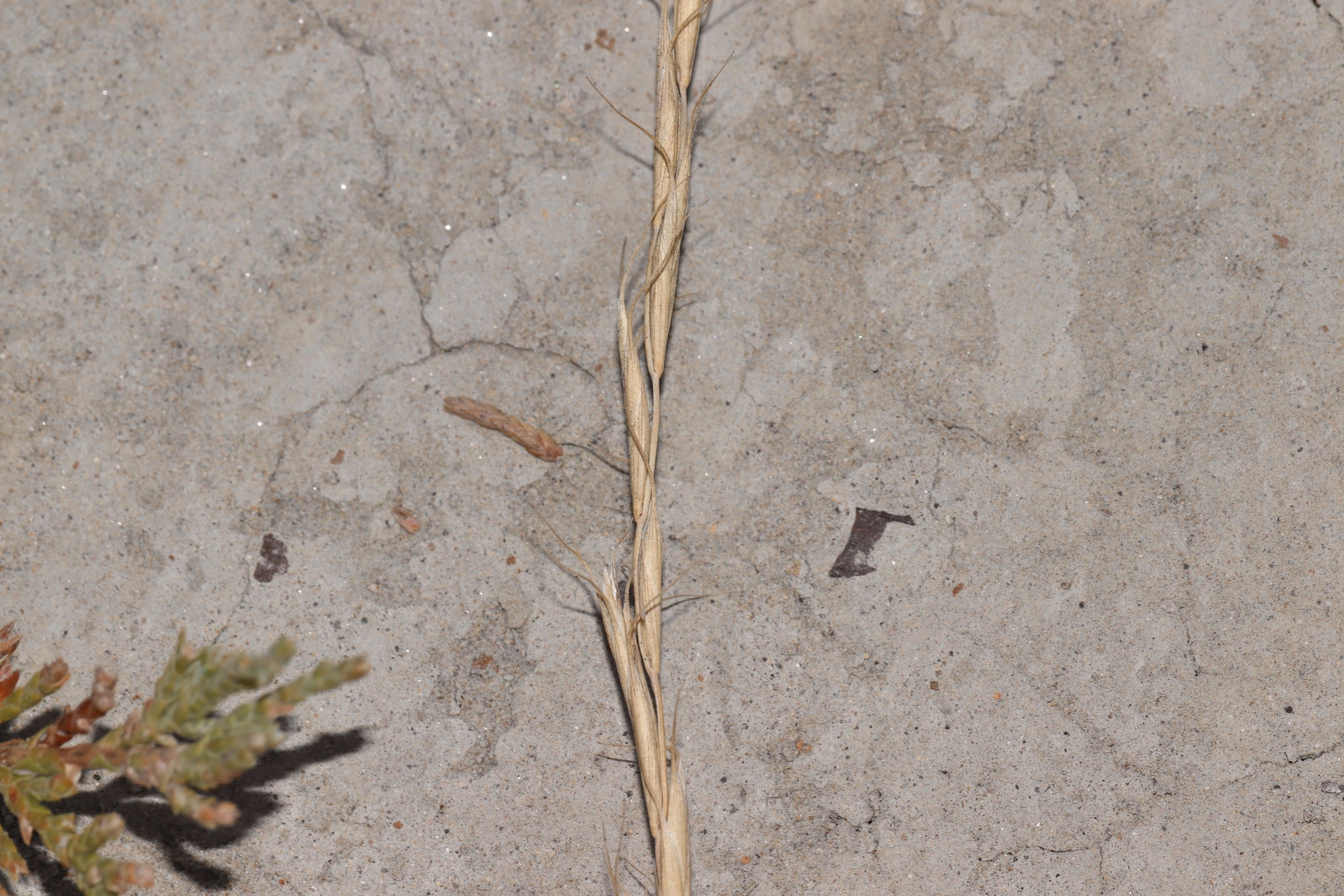Montana Wild Rye (Elymus albicans)