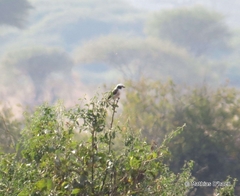 Eurocephalus ruppelli