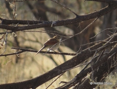 Tchagra australis