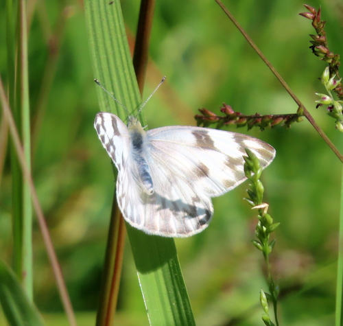 Checkered White photo 3