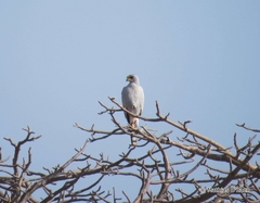 Melierax poliopterus