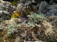 Artemisia lagocephala