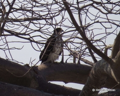 Aquila spilogaster
