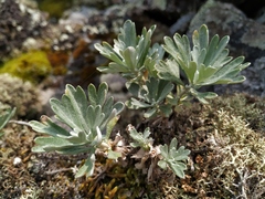 Artemisia lagocephala