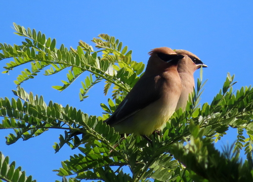 Cedar Waxwing photographed in Virginia